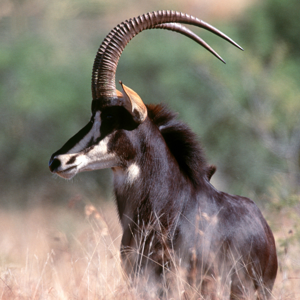 Sable Antelope hunts