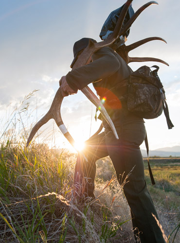 Man walking with elk antlers after an exotic hunt in Texas USA