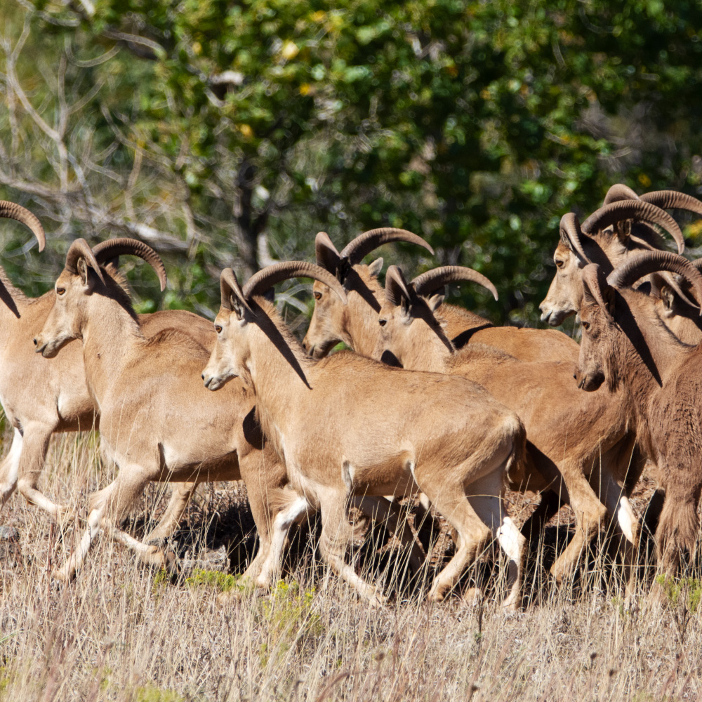 Audad hunts Texas