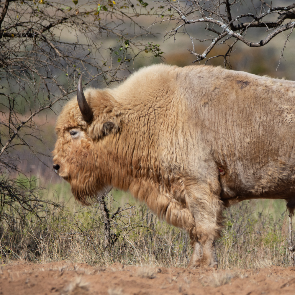 bison hunting Texas