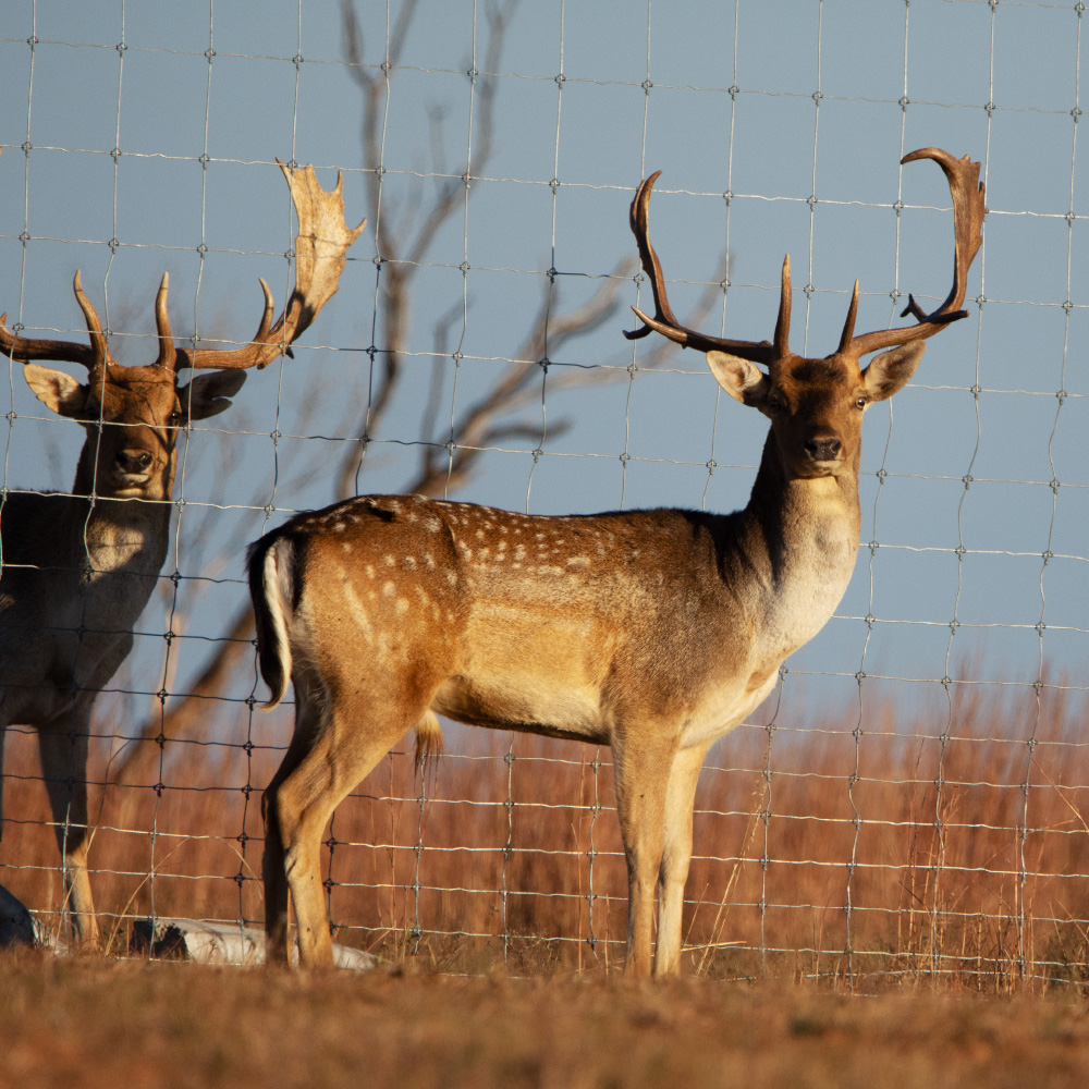 Fallow Deer hunting