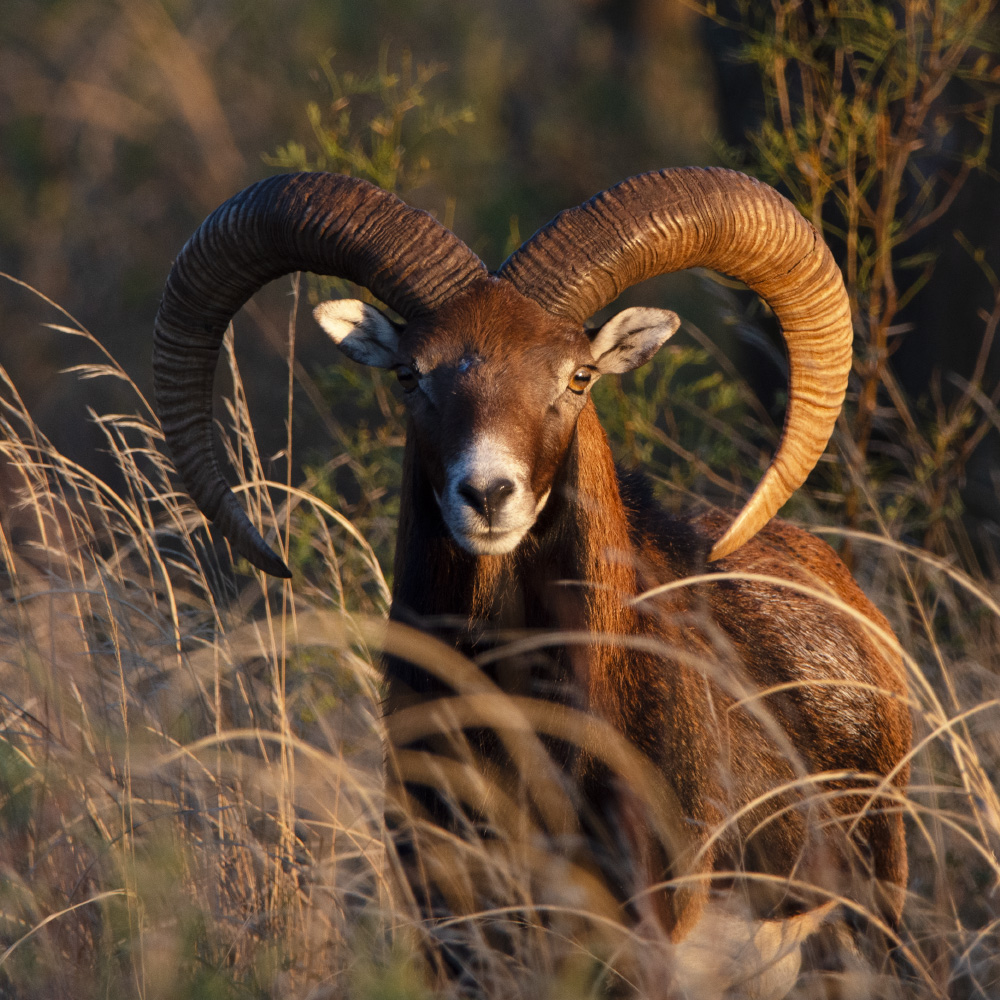 Mouflon sheep hunts