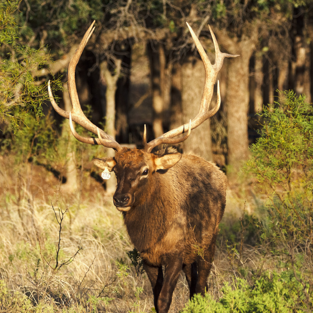 Texas elk hunt