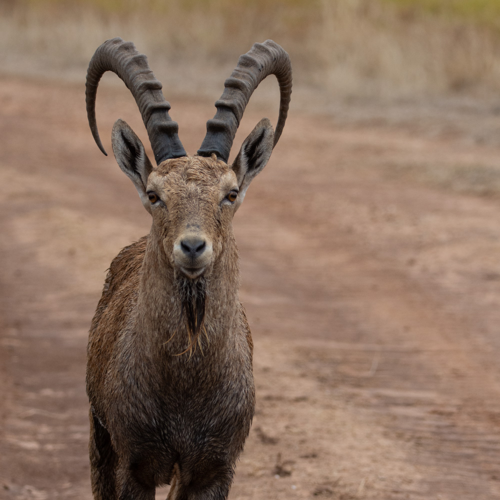 ibex hunting