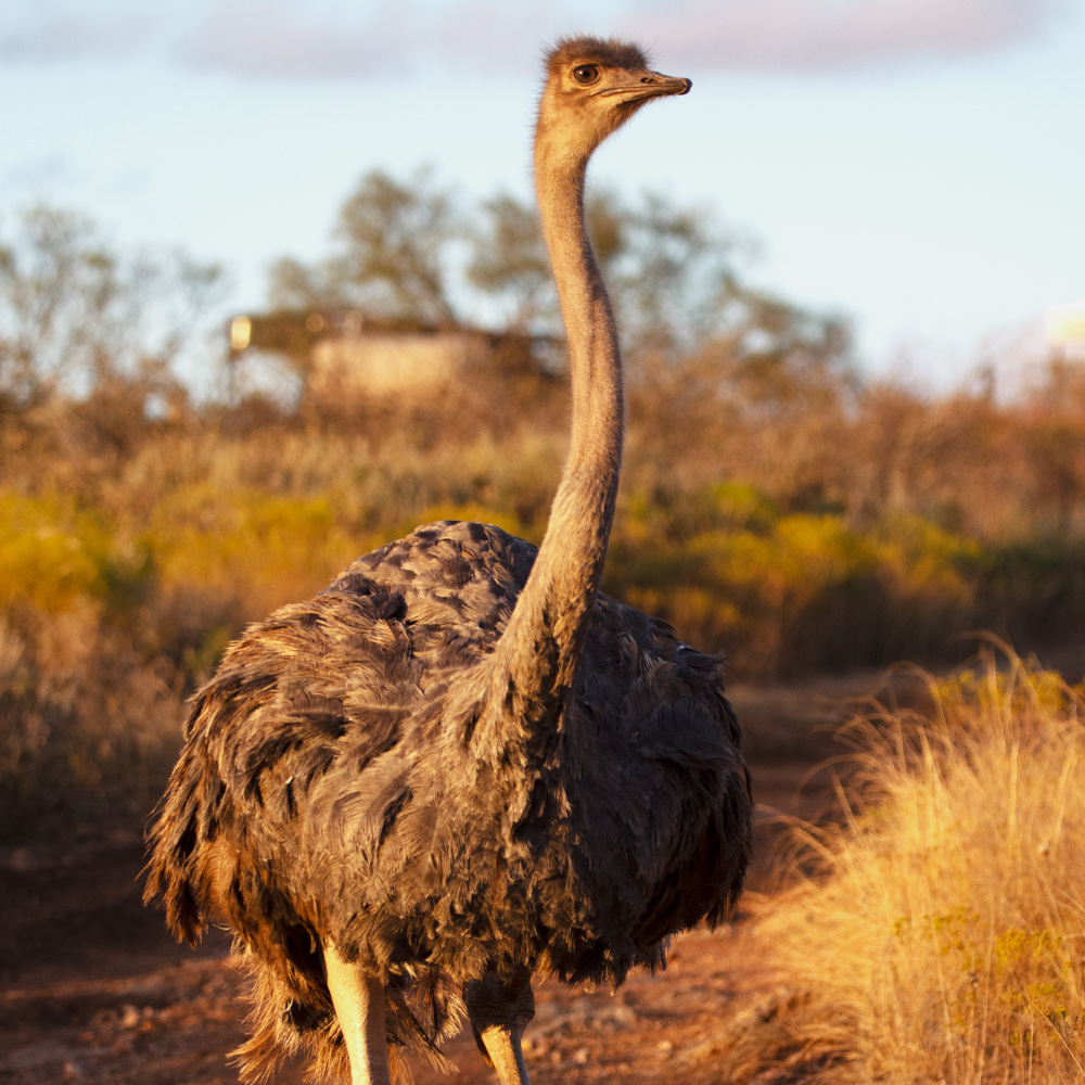 ostrich hunting in Texas