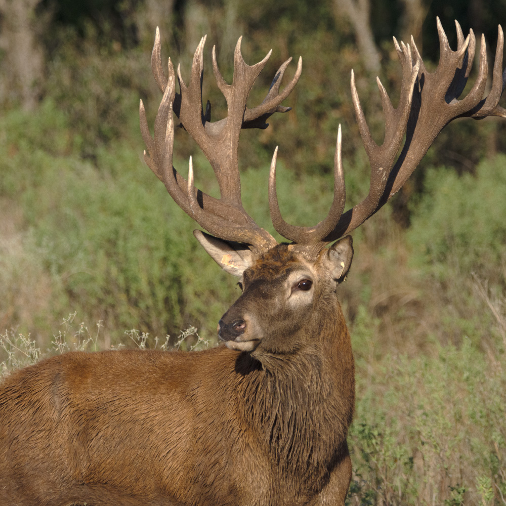 red stag hunts