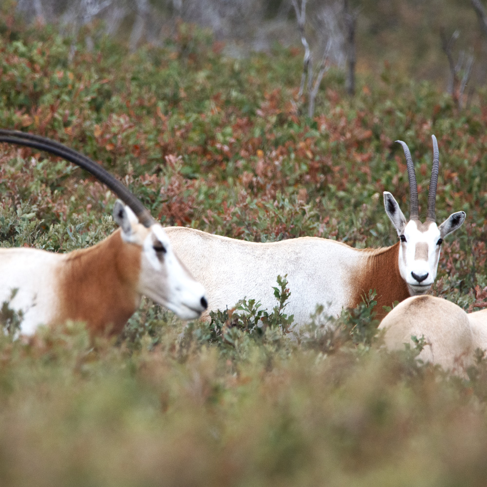 scimitar horned oryx hunt