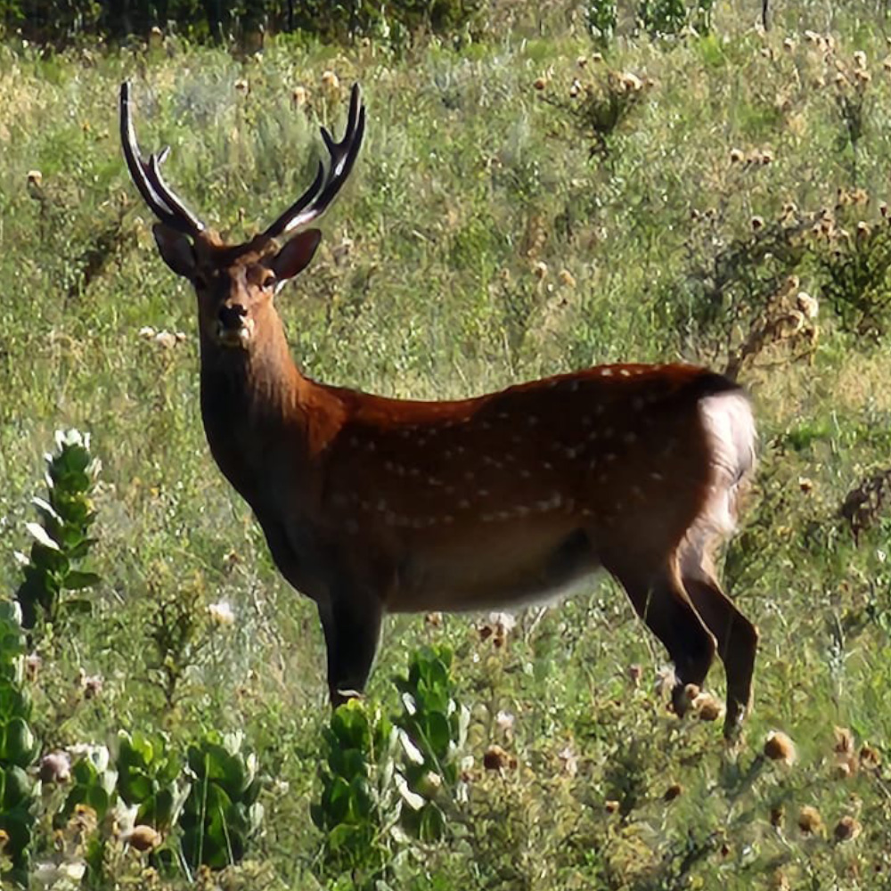 sika deer hunting