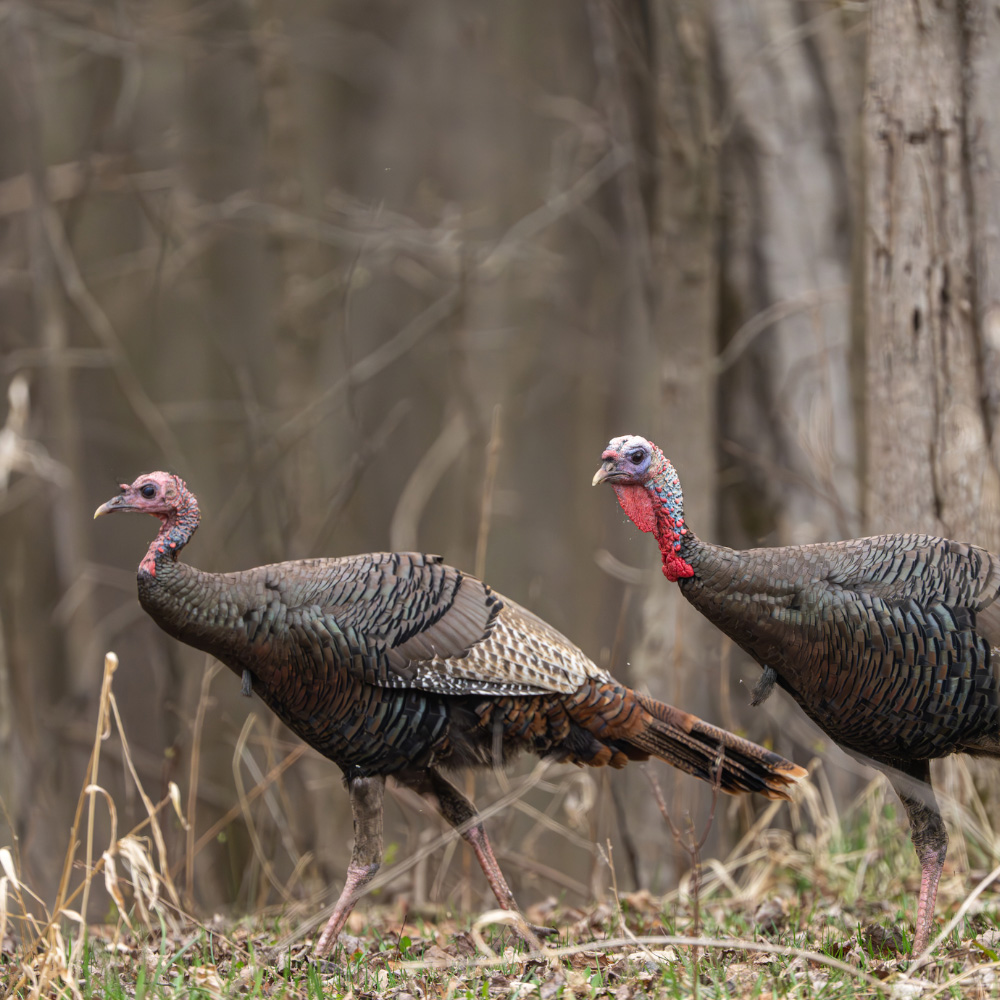 Texas turkey hunts