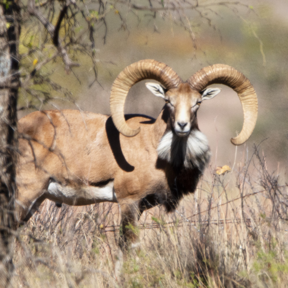 urial hunting Texas TX