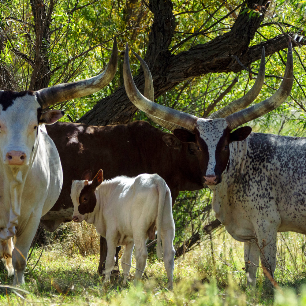 Watusi hunting