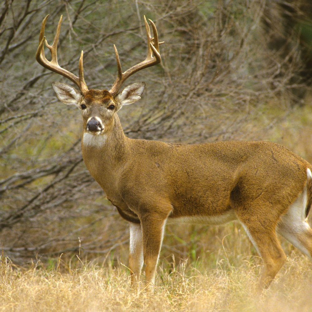 white-tailed deer hunting in TX